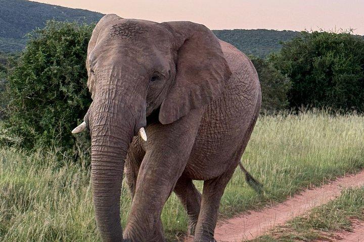Addo Elephant Full Day Safari With Lunch