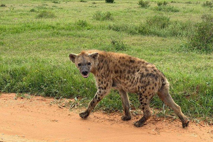 Addo Elephant Full Day Safari With Lunch