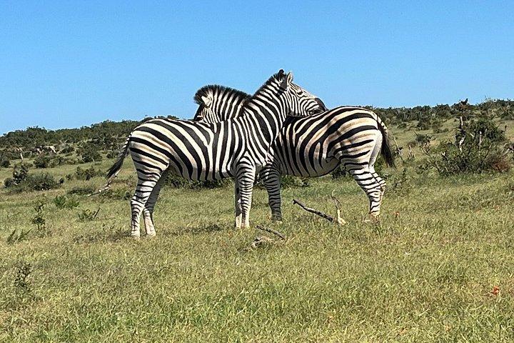 Addo Elephant Full Day Safari With Lunch