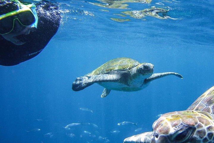 Tenerife Guided Snorkeling Tour com Equipamento