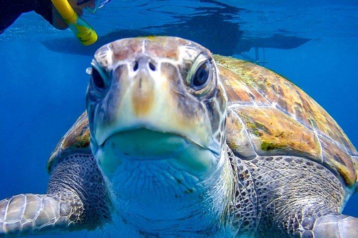 Tenerife Guided Snorkeling Tour com Equipamento