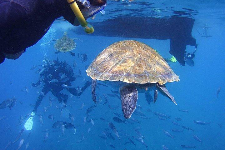テネリフェ島ガイド付きシュノーケリングツアー（ギア付き）