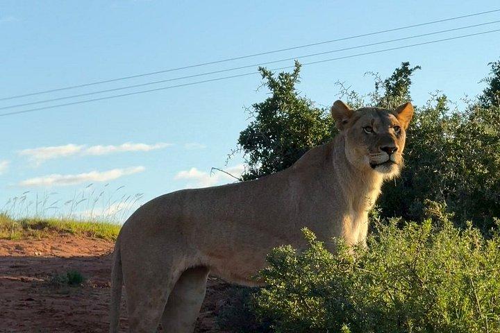 Addo Elephant Full Day Safari With Lunch