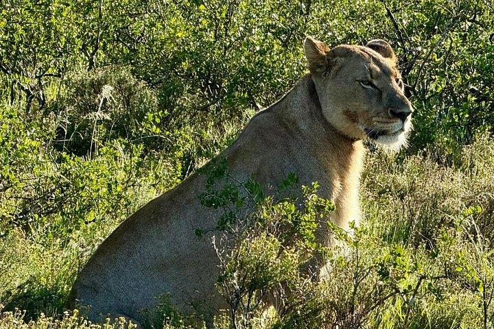 Addo Elephant Full Day Safari With Lunch