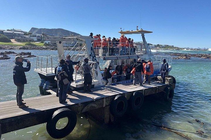 Boat Based Whale Watching from Hermanus
