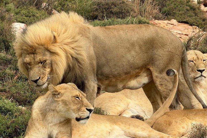 Explore the Best Big 5 Full Day Safari and Wine Tasting