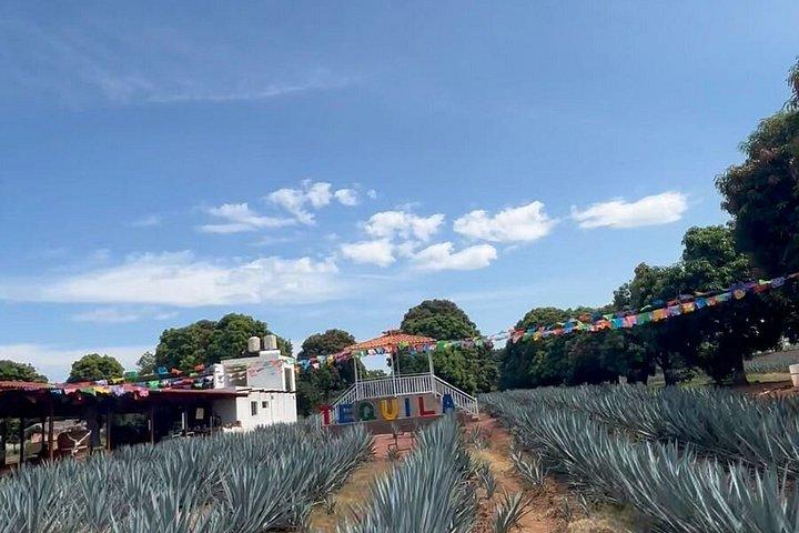 2 Days Tequila Road Trip from Puerto Vallarta