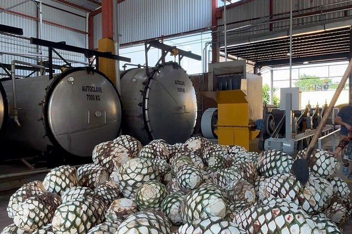 2 Days Tequila Road Trip from Puerto Vallarta