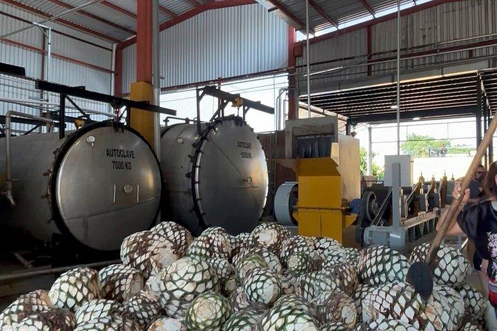2 Days Tequila Road Trip from Puerto Vallarta