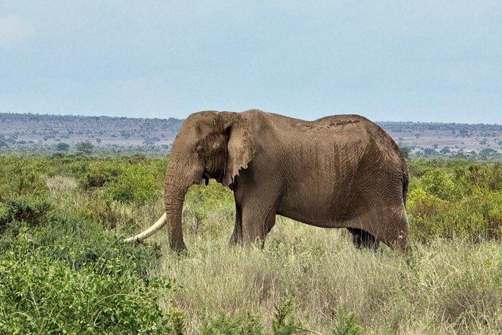 アンボセリ国立公園デイサファリ（オプション付き）