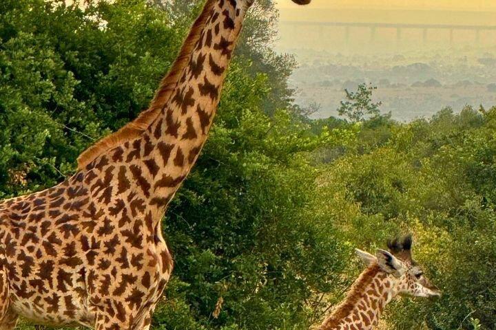 Nairobi City Tour : Game Drive, Giraffe Center & Orphanage