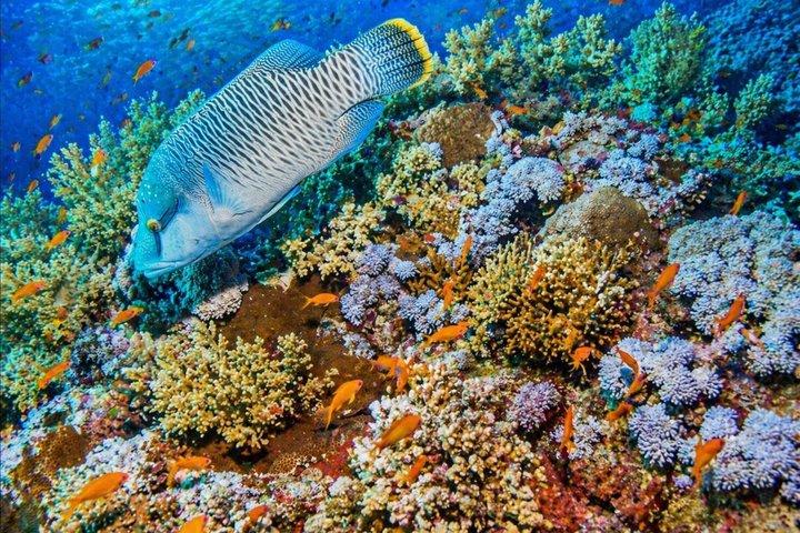 シャルム・エル・シェイクでボートでホワイト島へシュノーケリング日帰り旅行