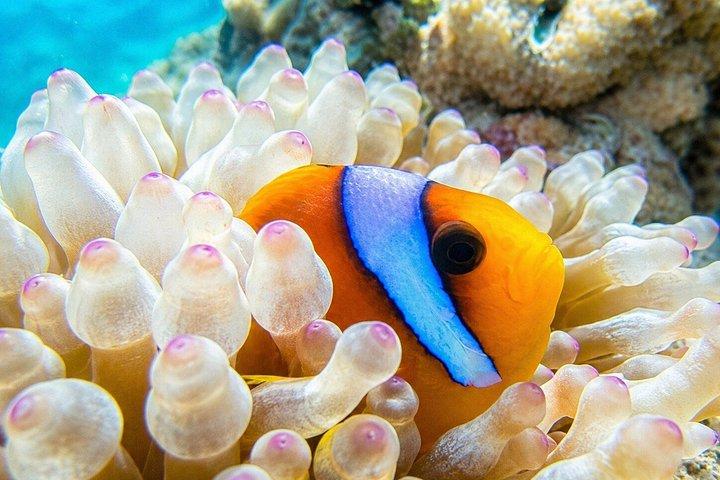 シャルム・エル・シェイクでボートでホワイト島へシュノーケリング日帰り旅行