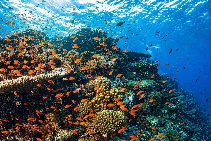 シャルム・エル・シェイクでボートでホワイト島へシュノーケリング日帰り旅行