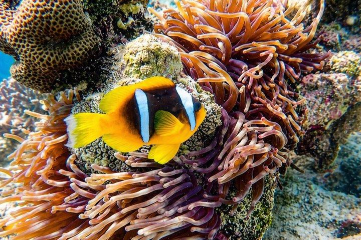 シャルム・エル・シェイクでボートでホワイト島へシュノーケリング日帰り旅行