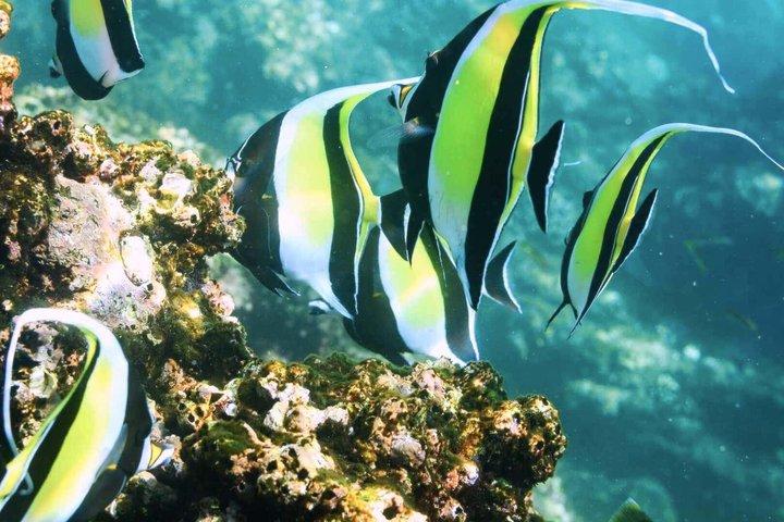 チレノ湾とサンタ・マリアコーブへのロスカボス・スノーケリングツアー