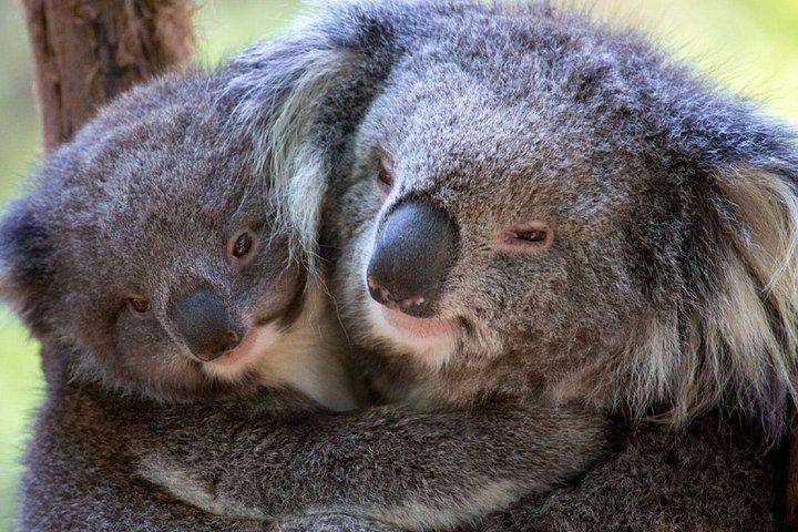 ヤラバレー・レッドウッズツアー（ワイナリーランチまたは野生動物オプション付き）