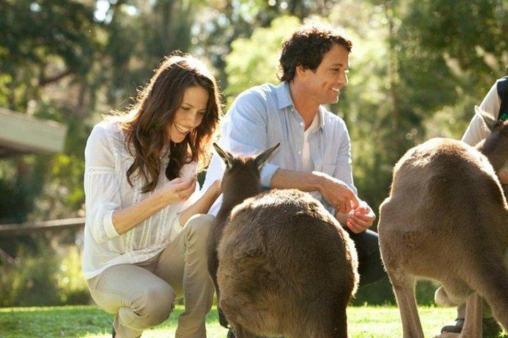 ヤラバレー・レッドウッズツアー（ワイナリーランチまたは野生動物オプション付き）