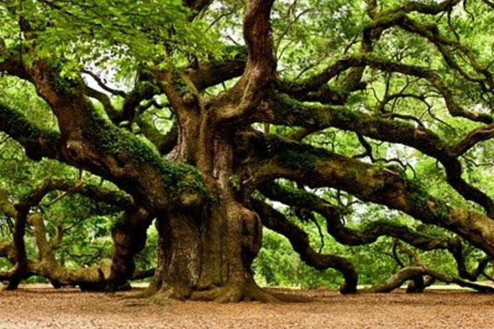 Tour privato di un giorno a Charleston Angel Oak, Tea Garden e Vineyard