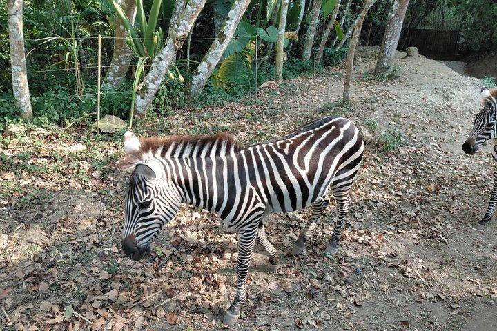 Cebu Safari och äventyrspark