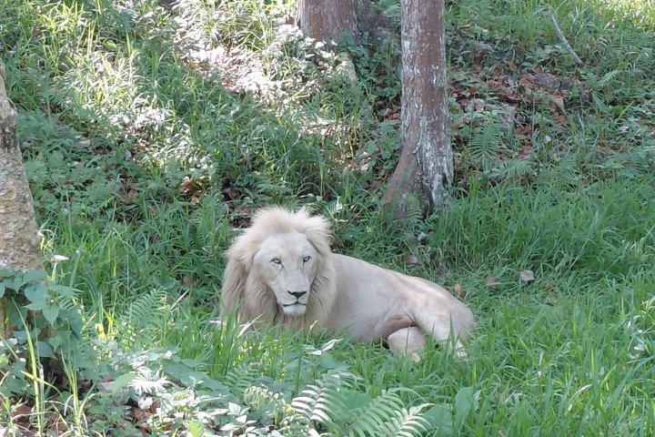 Cebu Safari och äventyrspark