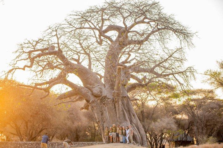 Een dagtrip naar Tarangire National Park het huis van Big 4