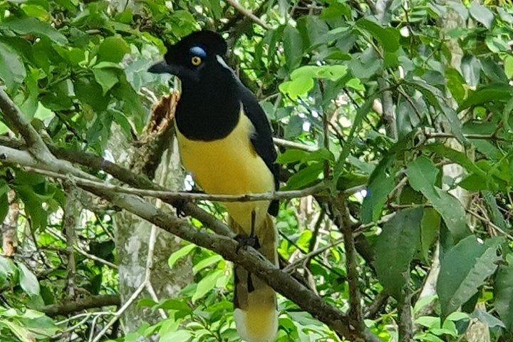 ブラジルの滝ツアーとバードパーク（送迎付き）