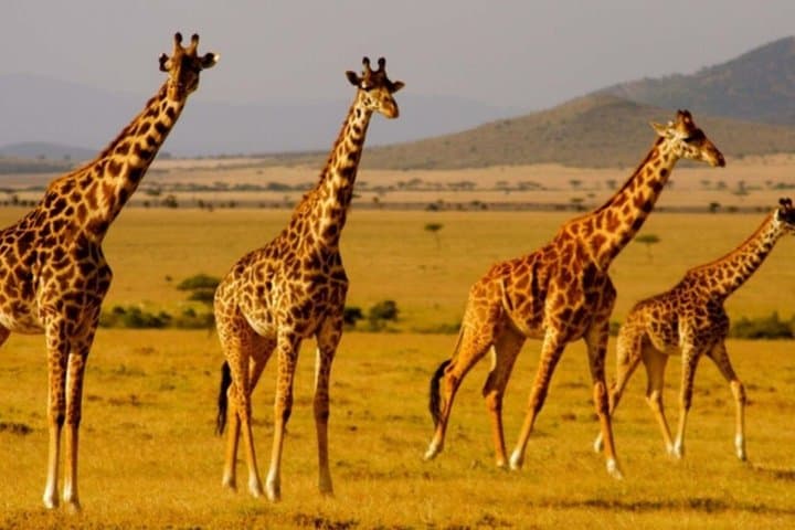 Small Group 3 Day Garden Route Adventure from Cape Town