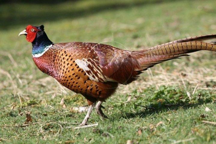 イシマンガリソ湿地、カバ & クロコダイル ボート クルーズ、ダーバンからの 1 日ツアー