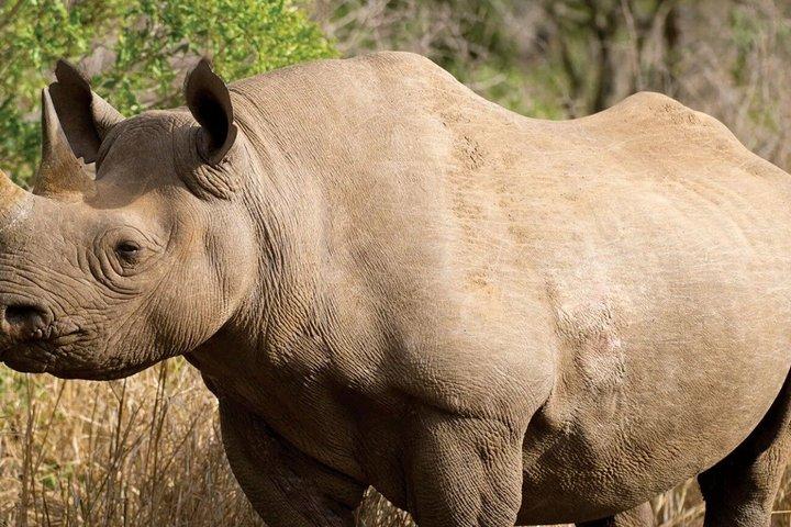 Kruger National Park Safari Adventure 3 Days from Johannesburg