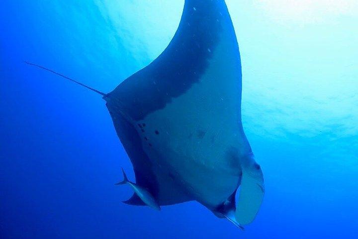 Phuket : ディスカバー・スキューバ3回ダイビング Racha Noi & Yai