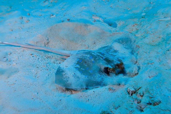 Phuket : ディスカバー・スキューバ3回ダイビング Racha Noi & Yai