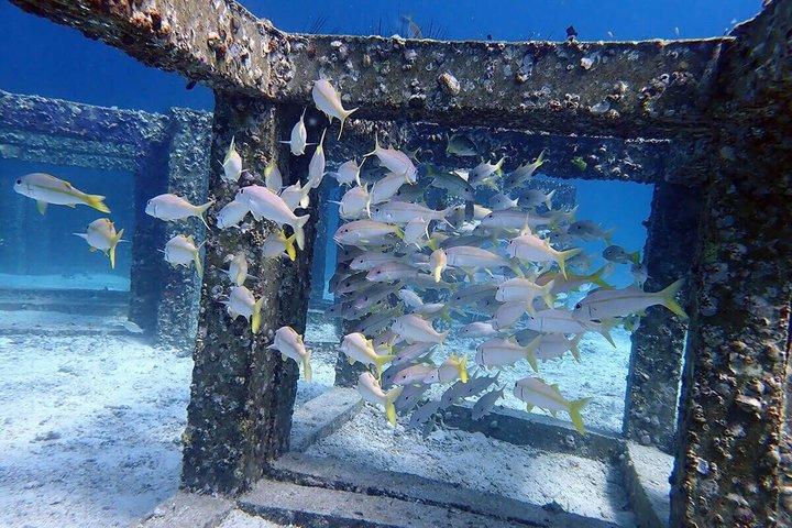Phuket : ディスカバー・スキューバ3回ダイビング Racha Noi & Yai