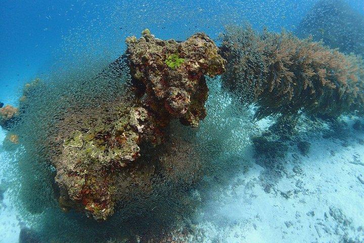 Phuket : ディスカバー・スキューバ3回ダイビング Racha Noi & Yai