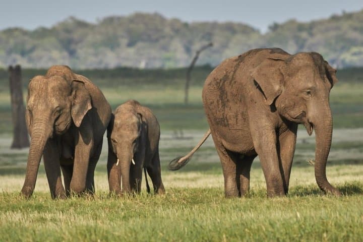 Small Group 4 Day Garden Route Adventure from Cape Town