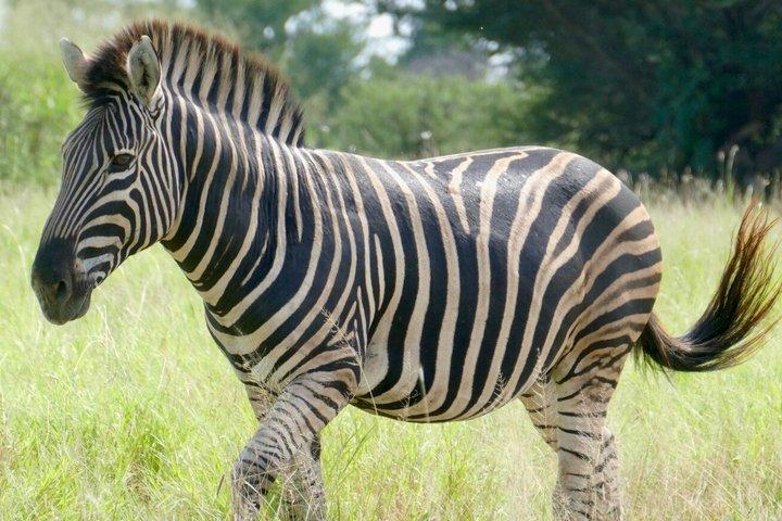 ダーバン発イシマンガリソ湿地とボート クルーズの 1 日ツアー
