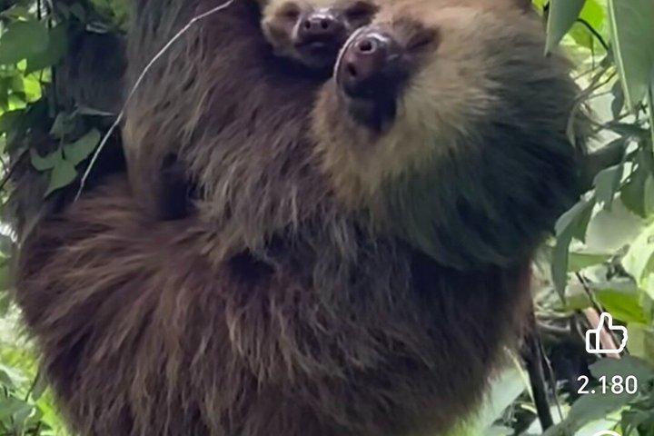 Monteverde Cloud Forest / Wildlife Tour / Local Naturalist