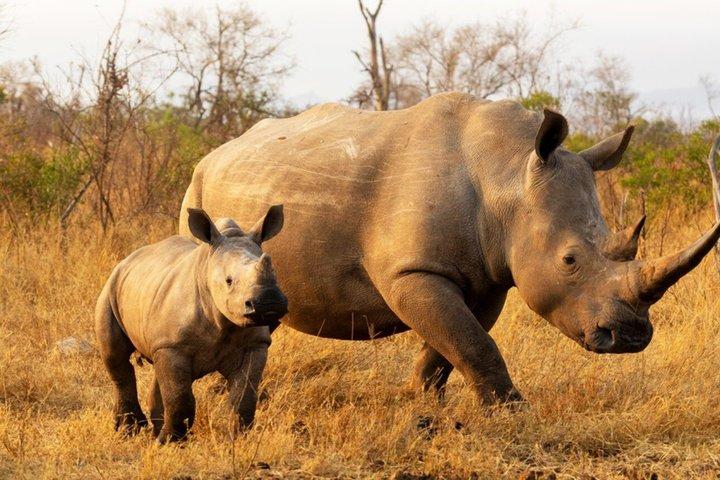 Mezza giornata Tala Game Reserve e Phezulu Park da Durban Tour