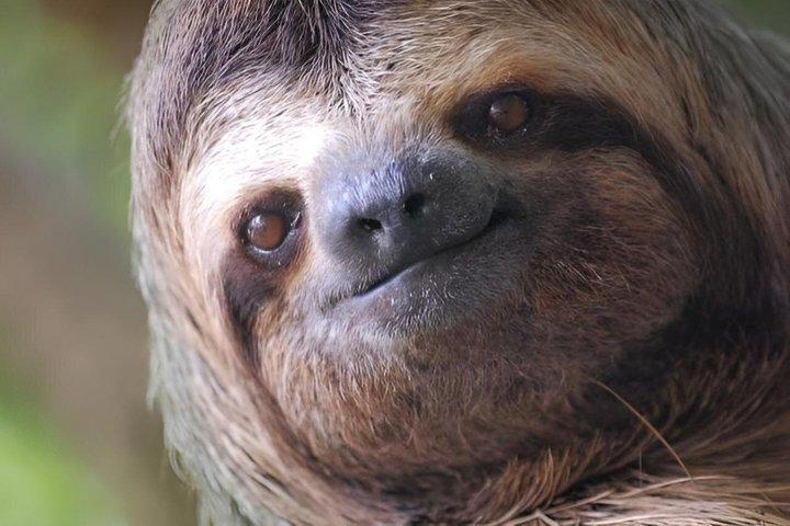 Visite guidée du parc national Manuel Antonio avec option billet