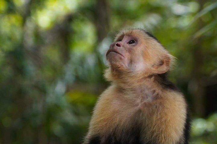 Visite guidée du parc national Manuel Antonio avec option billet