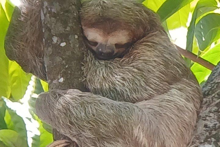 Manuel Antonio National Park Guided Tour With Ticket Option