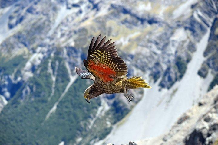 TranzAlpine-Zug, Arthur's Pass und Castle Hill-Tagesausflug