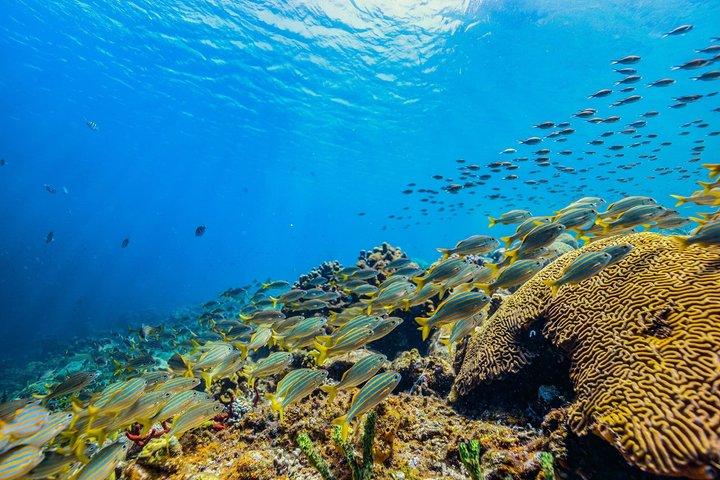 St Lucia snorkeltour : Anse Chastanet Beach Day