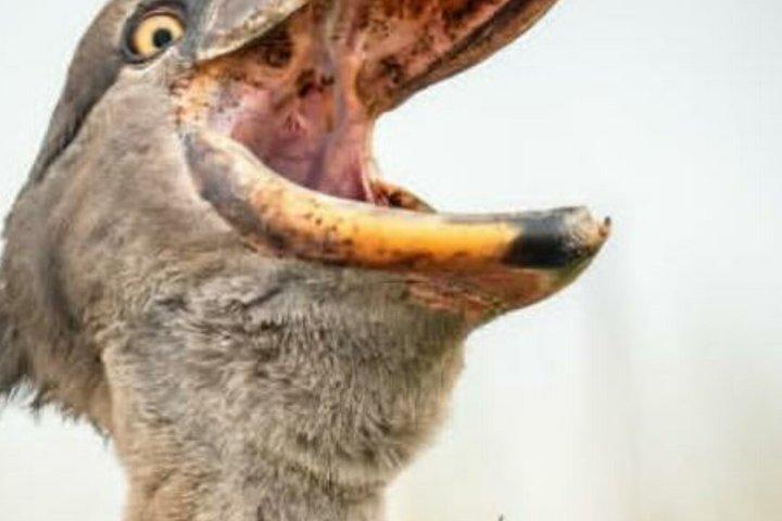 Mabamba swamp shoebill birdObservando o Lago Victoria