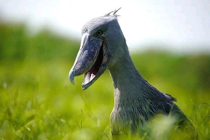 マバンバ湿地 チュウサギのバードウォッチング ヴィクトリア湖