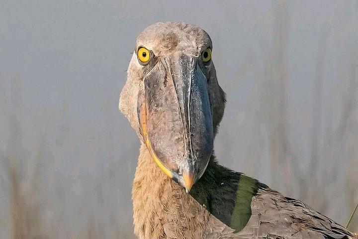 マバンバ湿地 チュウサギのバードウォッチング ヴィクトリア湖