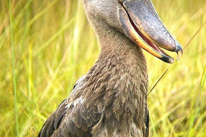 マバンバ湿地 チュウサギのバードウォッチング ヴィクトリア湖