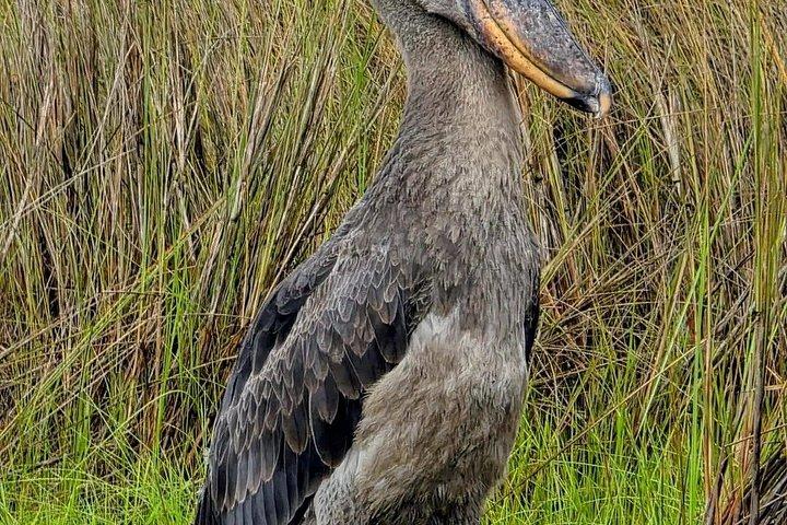マバンバ湿地 チュウサギのバードウォッチング ヴィクトリア湖