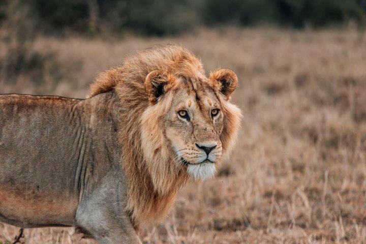 Safari económico grupal de 4 días, 3 noches, lago Manyara, Serengeti, Ngorongoro