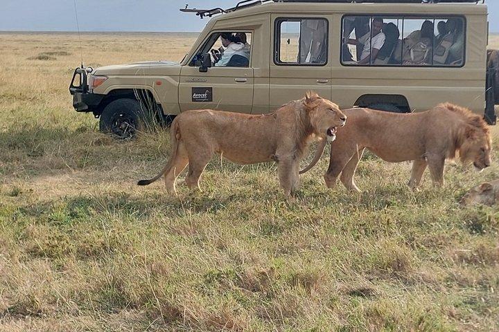 Safari económico grupal de 4 días, 3 noches, lago Manyara, Serengeti, Ngorongoro